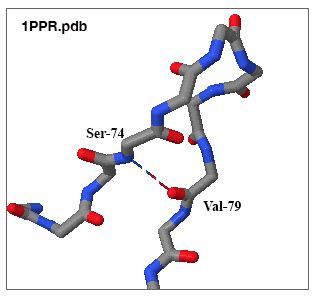 beta bridge|proteins .